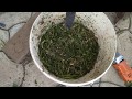 Кормление индюшат травой с комбикормом