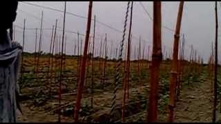 Ridge gourd trellis farming in hussain talpur farm