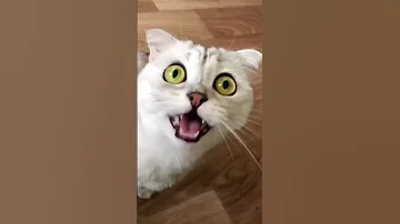 AaAaAaA 