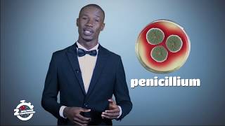 Quelle est la différence entre l'amoxicilline et la pénicilline ?