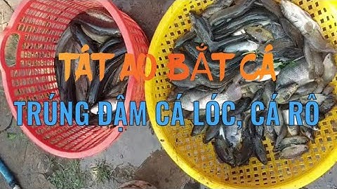 Một Ngày Tát Ao Bắt Cá Trúng Đậm Cá Lóc Cá Rô Đồng