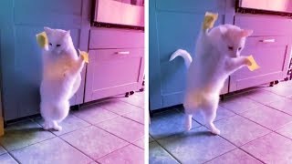Cat Reacts To Sticky Notes On Its Paws