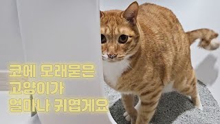 똥만 잘 싸도 칭찬받는 냥생 어떤데 | 고양이 브이로그 | cat vlog by 전자 고양이 솜뭉치 262 views 3 days ago 5 minutes, 8 seconds