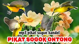 PIKAT SOGOK ONTONG CEPAT TURUN | mp3 pikat sogon bandel