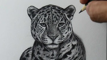 How to draw a Leopard