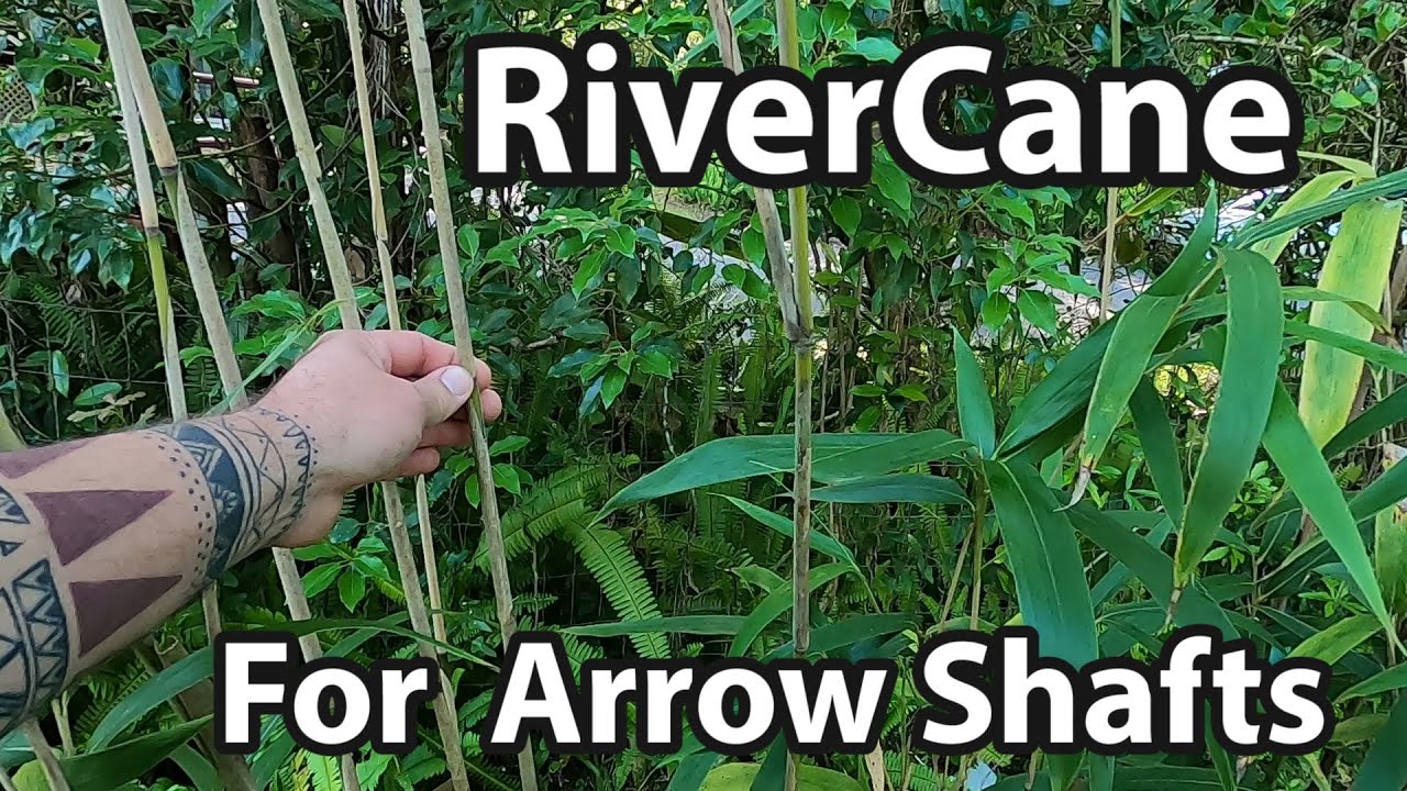 River Cane for Arrow Shaft. What to look for. YouTube
