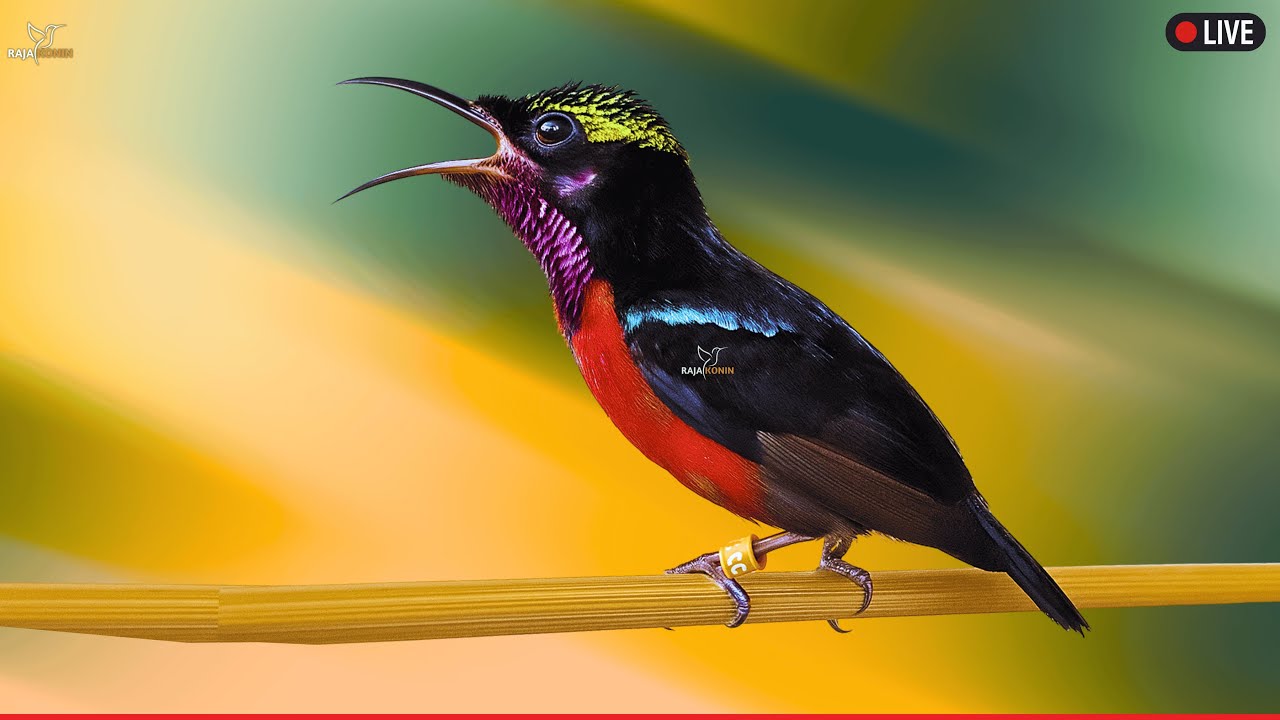 🛑Hummingbird Sounds 24 Hour (Bird-Attracting, Ambient, White-noise, Study, Focus, ASMR, Meditation)