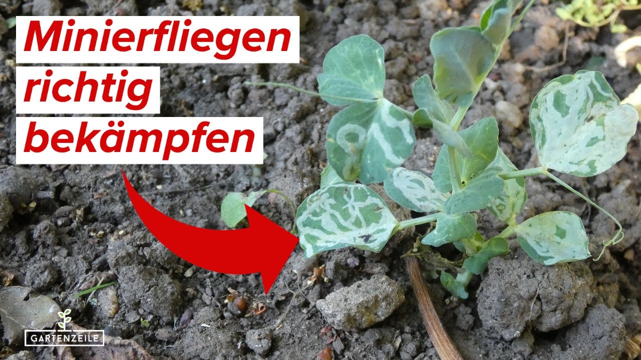 tomaten saatgut bestellen Bio-Tomaten Samen-Set kaufen
