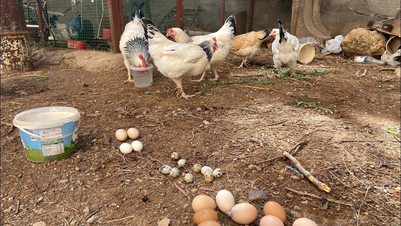 Folluk Yumurta Toplama ~3 Günlük civcivler geldi~Lohman ve Tindet Yoncada ~1 aylık Civcivler Bahçede