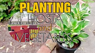  Planting Perennial Hosta And Vegetables
