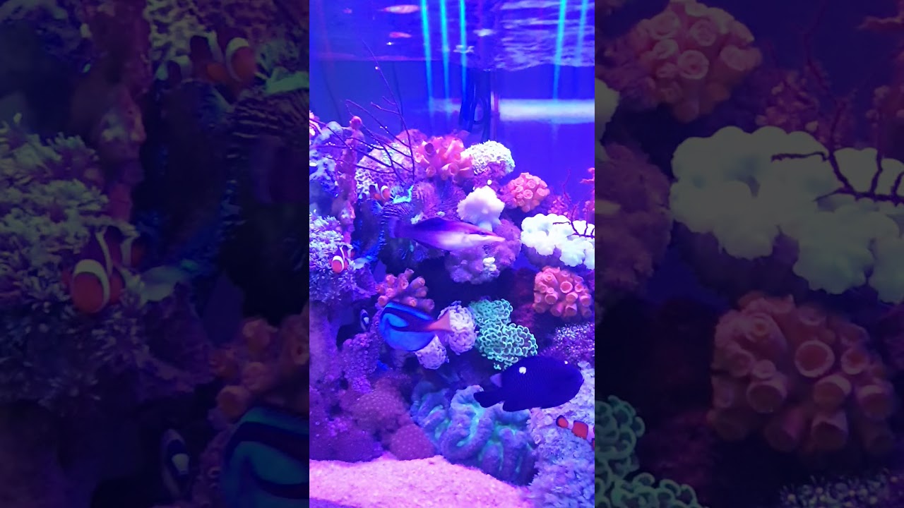 Aquarium air laut YouTube