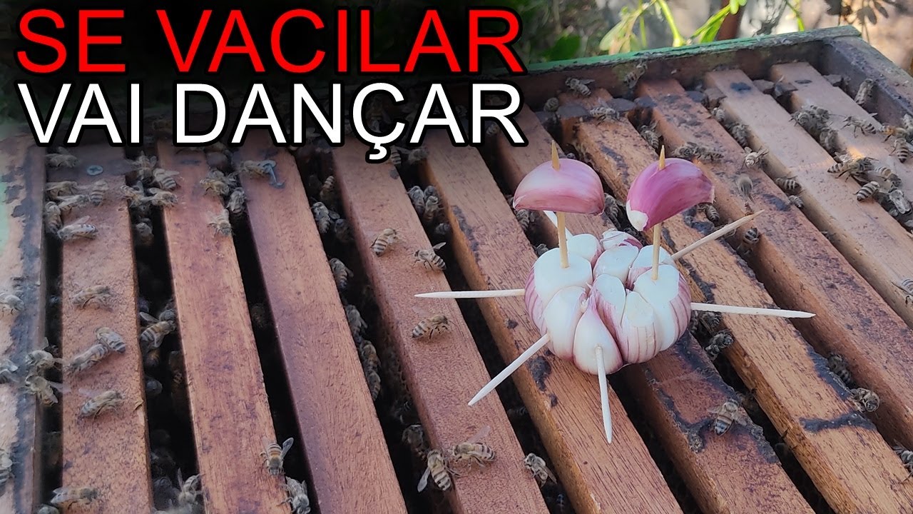 1 CABEÇA DE ALHO, 2 FORLHAS DE PAPEL E XAROPE PARA UNIR 2 ENXAMES SEM BRIGA DAS ABELHAS (PARTE 02)