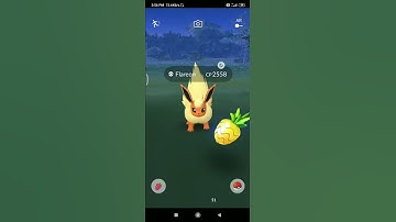 pokemon  go  eevee evolution flareon in wild