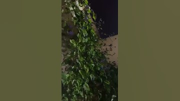 تلاوة خاشعة (الذين آمنوا وتطمئن قلوبهم بذكر الله ألا بذكر الله تطمئن القلوب)
