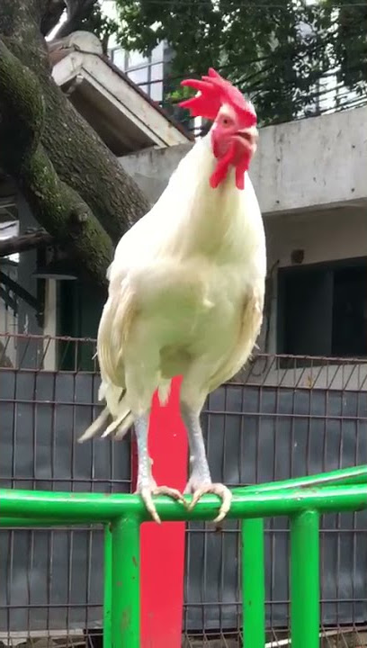 AYAM KETAWA MASIH PROSES DURSAM
