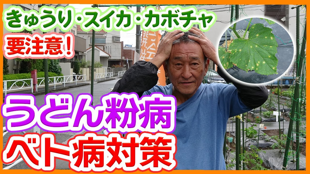 家庭菜園や農園でウリ科野菜のうどん粉病とベト病対策 きゅうり スイカ カボチャ栽培している方は要注意 Measures For Powdery Mildew And Downy Mildew Youtube