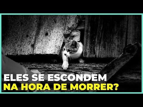 Vídeo: Os gatos vão embora para morrer?