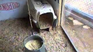 chicken solar coop heated passive
