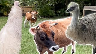 EMUS VS OUR NEW BULL ! SEND HELP!!