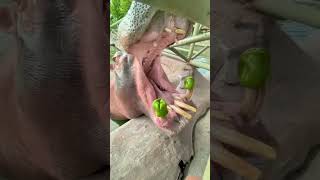 Download Lagu Li Kui, you are so hurt. Quancheng Olebao Animal Kingdom. Wildlife Zero Distance. Where to play MP3