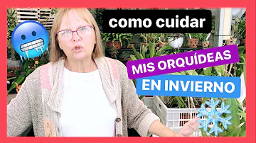 ¿Cómo se cuida una orquídea de interior en invierno?