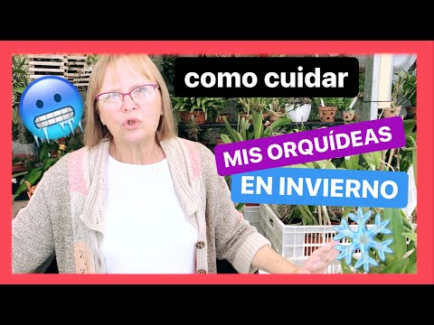 Video: Cuidado de las orquídeas en invierno: cómo cultivar una planta de orquídeas en invierno