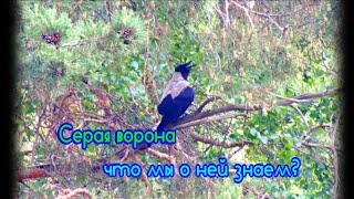 Какая она, серая ворона\What is she like, a gray crow