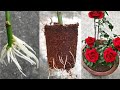 Como enraizar rosas de forma natural | Nova Técnica