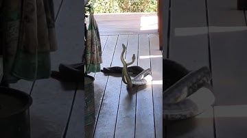 Two Snakes Tangle on the Deck || ViralHog