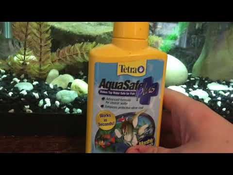 What you NEED to have a freshwater aquarium What you NEED to have a freshwater aquarium