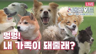 [TBS #서울라이트 풀영상] 멍멍! 내 가족이 돼줄래? 반려동물과 함께 행복한 서울! | MZ대한외국인, 막걸리에 푹 빠지다? | 우리 사회 숨은 영웅!_6회