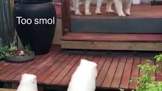 | 9GAG | Being tol is better than smol