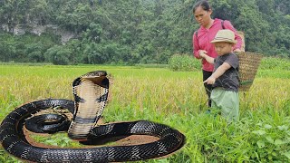 The mother and daughter went to pick peanuts to sell when they encountered a very dangerous snake!