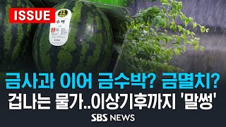 금사과 이어 금수박? 금멸치?..겁나는 물가, 이상기후까지 '말썽' (이슈라이브) / SBS