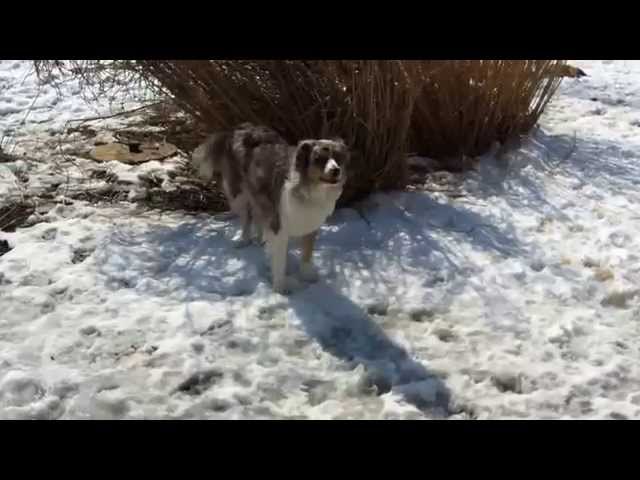 Muffin & Oatnut - New Spirit 4 Aussie Rescue class=