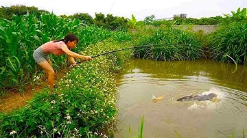 Đĩa câu cá của người đẹp rất lớn, nhưng cô ấy bị con cá lớn bí ẩn đè xuống và không thể nổi lên!