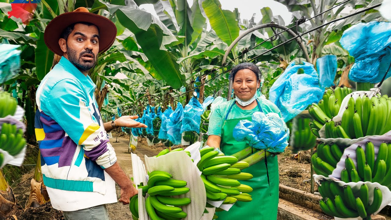 داخل أكبر مزرعة موز بالعالم  🇪🇨 Banana Harvesting