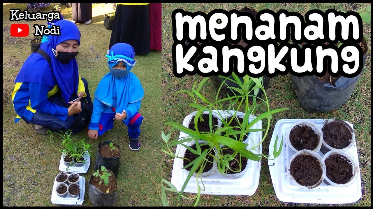 Pelatihan Menanam Sayur Kangkung untuk Anak TK | Berkebun #dirumahaja