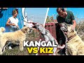 KANGAL VS KIZ !! İMKANSIZ DEDİLER AMA O BAŞARDI !! YALOVADA ANADOLU ASLANLARI BESLEYEN GENÇ ÇİFT