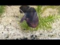 Tylototriton shanorum (6 year old group)
