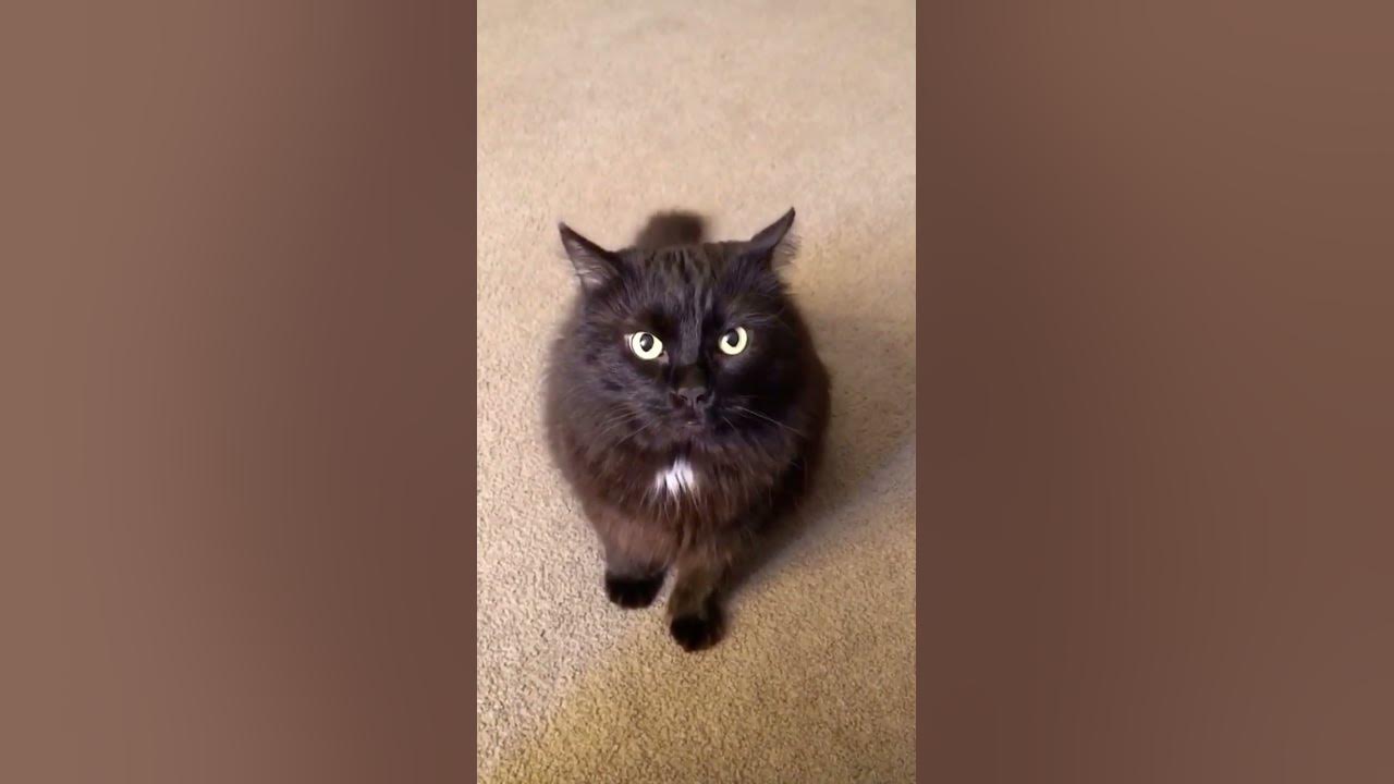 Как выглядит кот максвелл