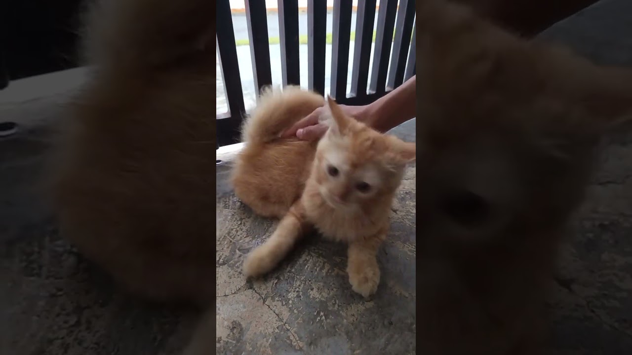 Fakta Unik: Ini Lho Reaksi Kucing Kalau Ekornya Dipegang!"