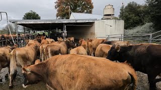 Teaching The New Heifers Milking Shed Etiquette & Last Herd Test For The Season.