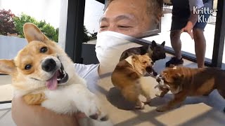 Dog Abandoned Three Times Had To Fight His Way To Security (Part 2) | Kritter Klub