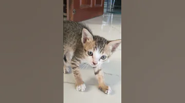Hello Kitten Cat Baby Kitten 