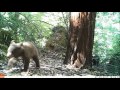 Black Bear Cubs Play With Camera