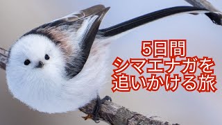 A 5-day journey to chase the Long-tailed tit is released!