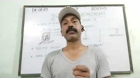 Science | class 4 | chapter 2 part 2 | teeth and microbes