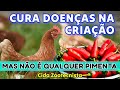 No  qualquer pimenta que cura doenas veja qual e como usar