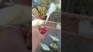 Arctic Calm Just Birds No Words